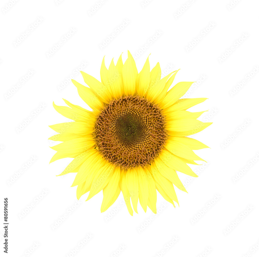 Fototapeta premium flowers
