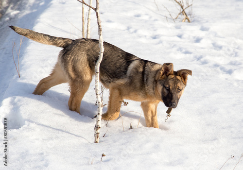 Dog in the snow © schankz
