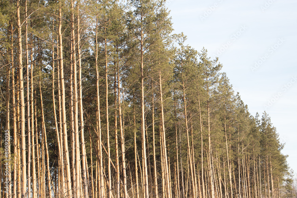 pine nature pine nature