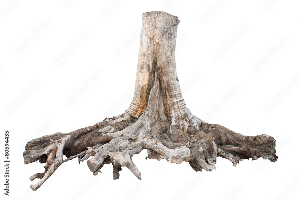 Big tree stump, isolated on white background