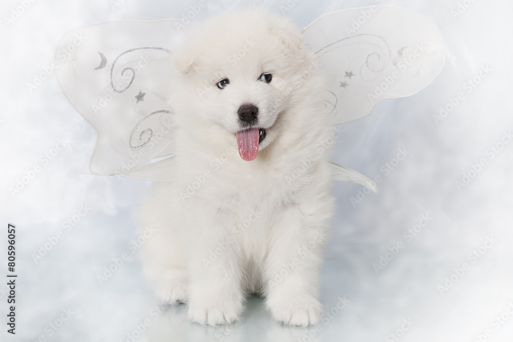 Samoyed puppy one month old
