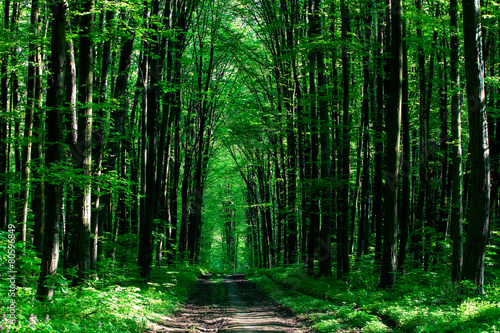 Fototapeta Naklejka Na Ścianę i Meble -  beautiful green forest