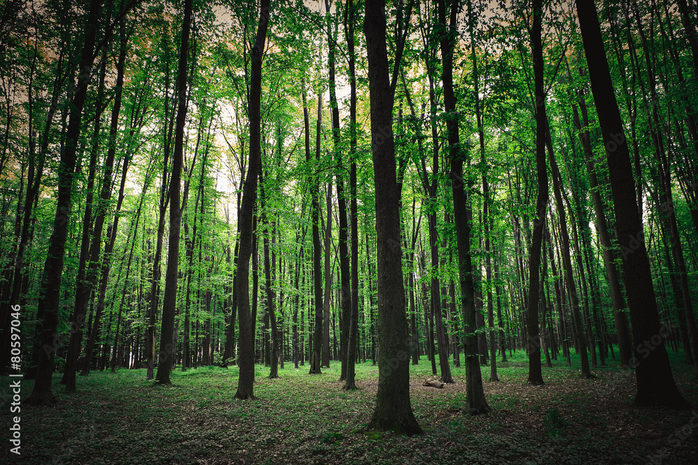 beautiful green forest