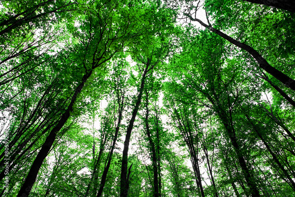 forest trees nature green wood sunlight backgrounds forest trees nature green wood sunlight backgrounds