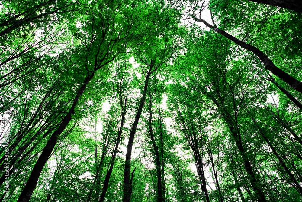 forest trees nature green wood sunlight backgrounds forest trees nature green wood sunlight backgrounds