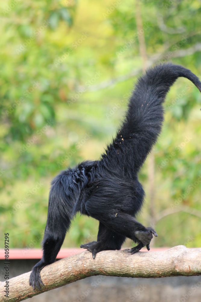 Obraz premium Guyane - Zoo - Août 2014