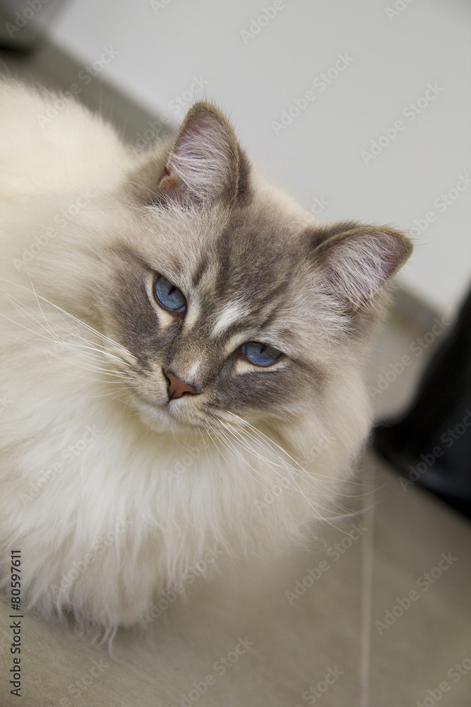Fototapeta premium Ragdoll cat with blue eye closeup