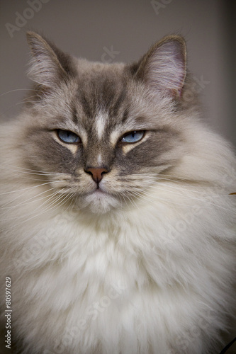 Ragdoll cat with blue eye closeup