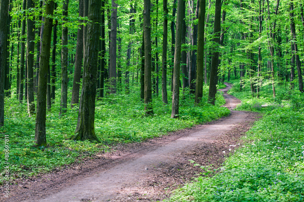 Fototapeta premium beautiful green forest
