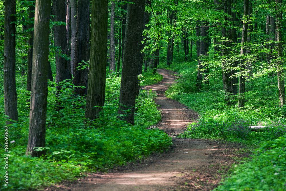 Obraz premium beautiful green forest