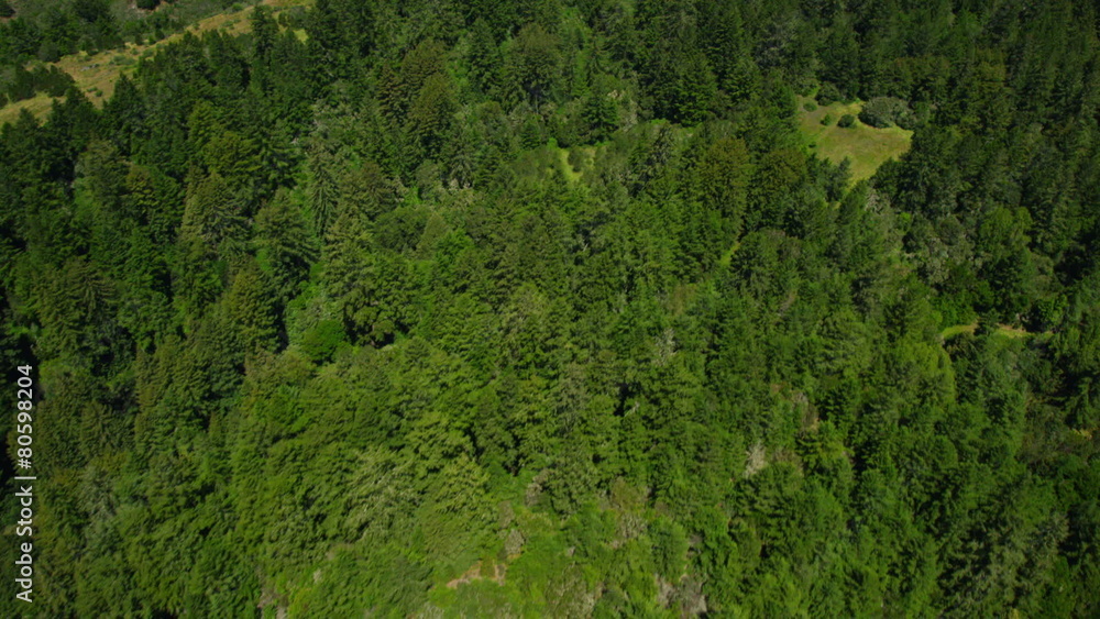 Aerial view of California State Park green forest Aerial view of California State Park green forest
