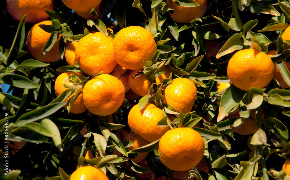 Ripe Tangerines hanging from the tree