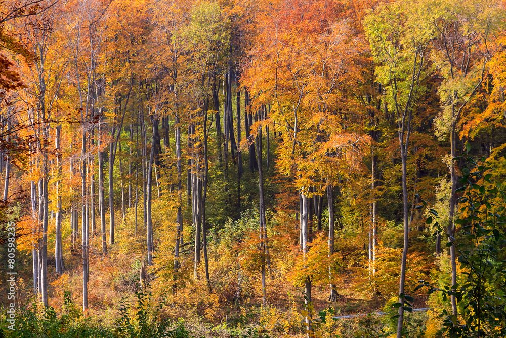 Autumn forest