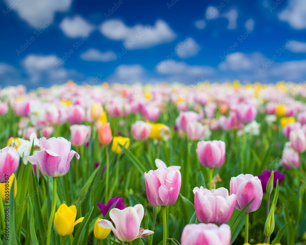 Colorful Tulips on a Sunny Spring Day