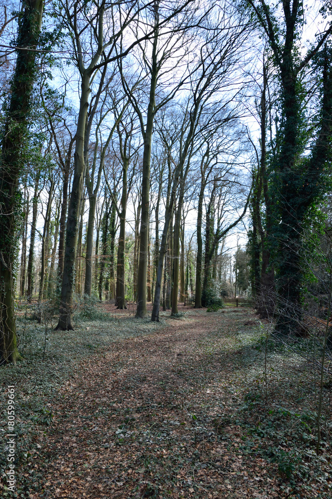 Obraz premium Sunlight in the green forest, spring time
