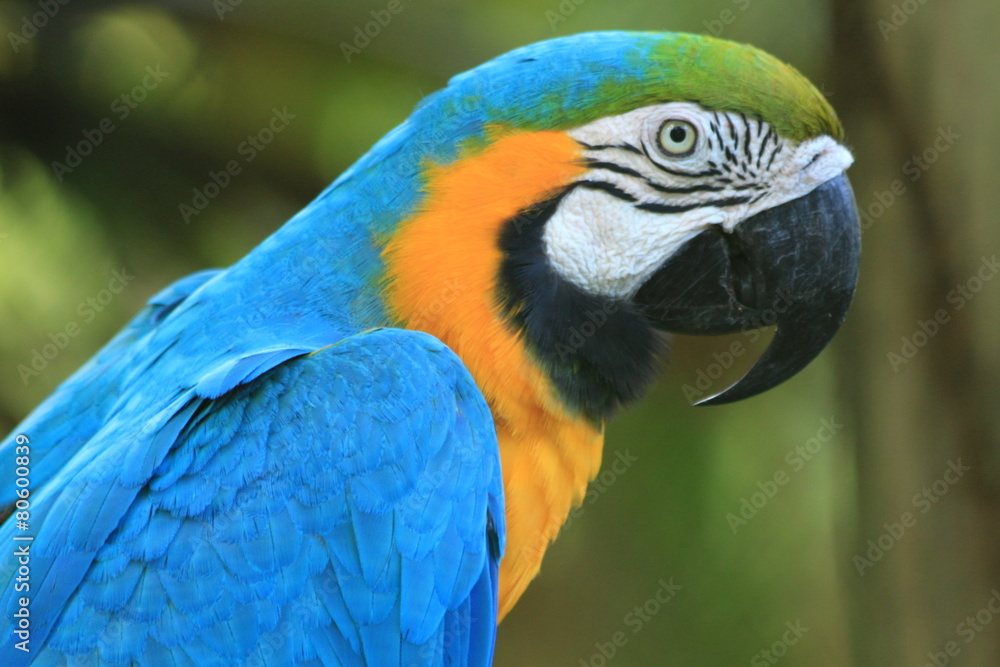 Guyane - Zoo - Août 2014