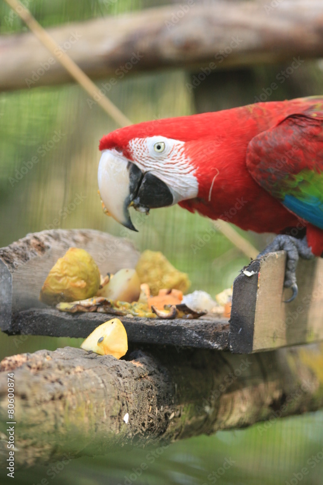 Naklejka premium Guyane - Zoo - Août 2014