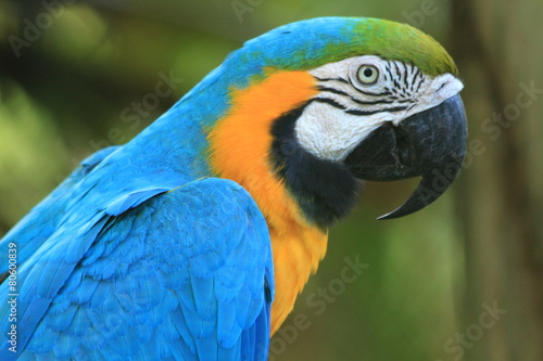 Guyane - Zoo - Août 2014