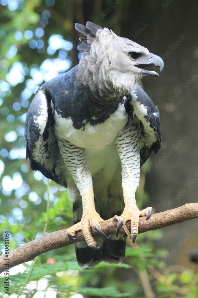 Naklejka premium Guyane - Zoo - Aout 2014