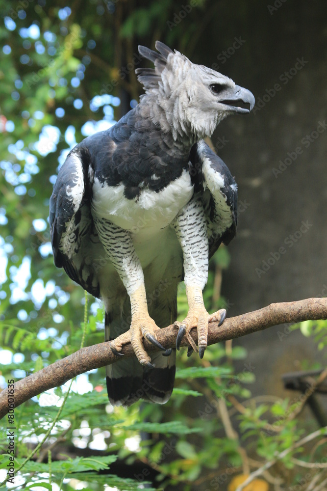 Obraz premium Guyane - Zoo - Aout 2014