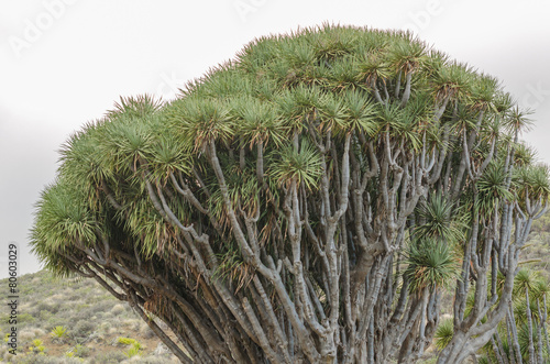 Drago tree in the Canary Islands