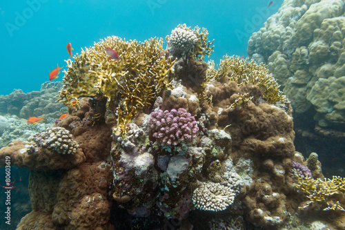 coral reef in tropical sea , undrerwater