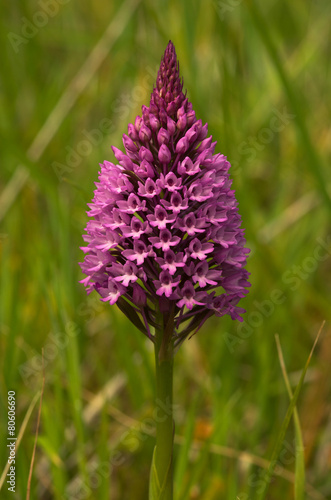 Pyramidal Orchid - Anacamptis pyramidalis