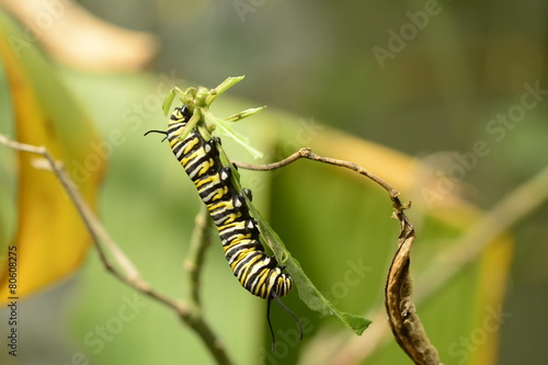 Monarch butterfly caterpillar © ariadna126