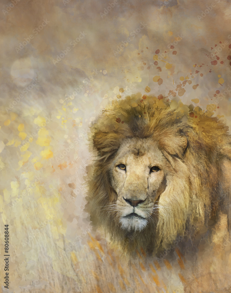 Fototapeta premium African Lion Portrait
