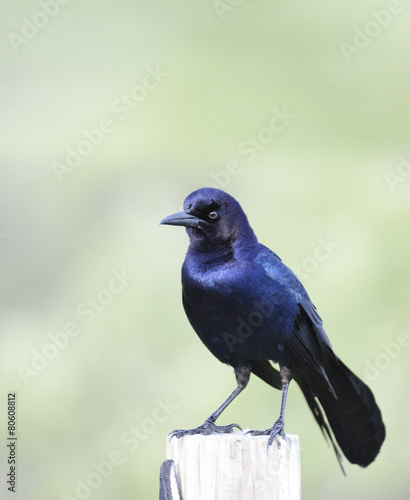 Boat-Tailed Grackle © SunnyS