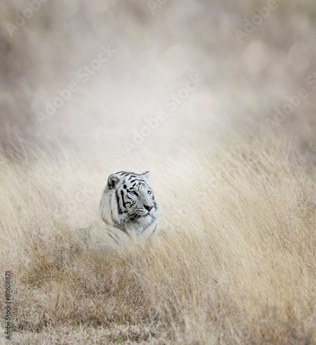 Fototapeta Naklejka Na Ścianę i Meble -  White Tiger