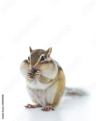 ペットフードを食べるシマリス © stockfoto