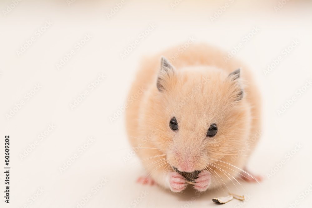 ひまわりの種を食べるキンクマハムスター ひまわりの種を食べるキンクマハムスター