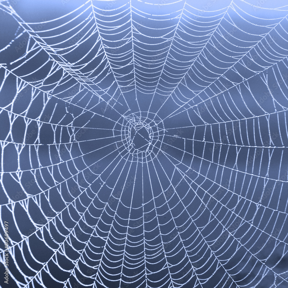 Obraz premium Das Netz einer Spinne