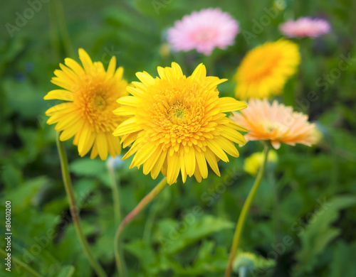 colorful flowers on the outdoor park