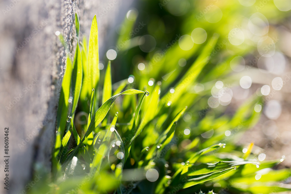 Fototapeta premium drops of dew on the grass