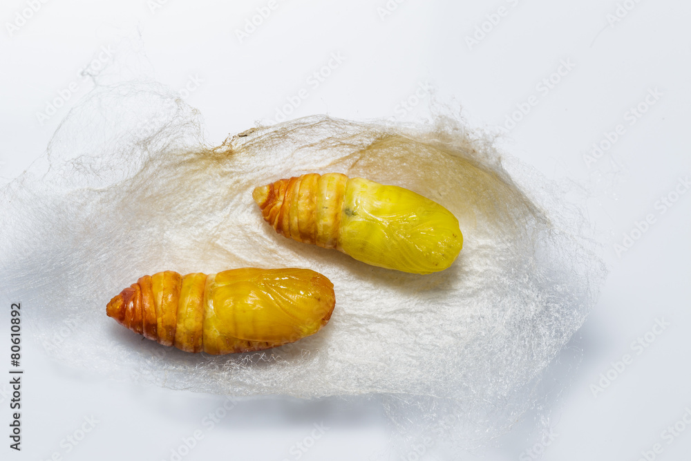 Naklejka premium Molted cocoons of atlas moth