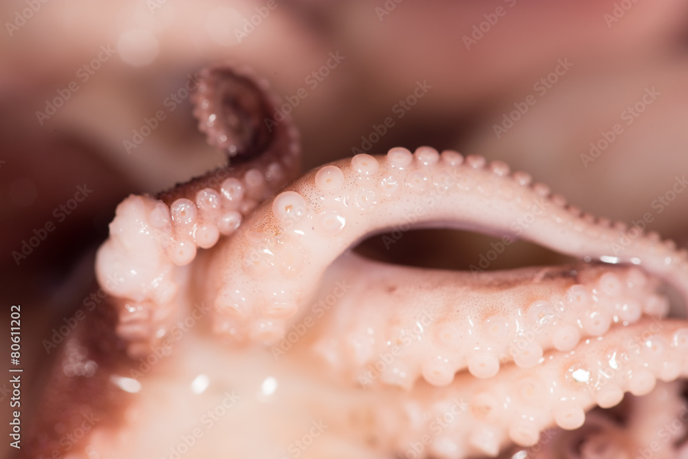 octopus. close-up