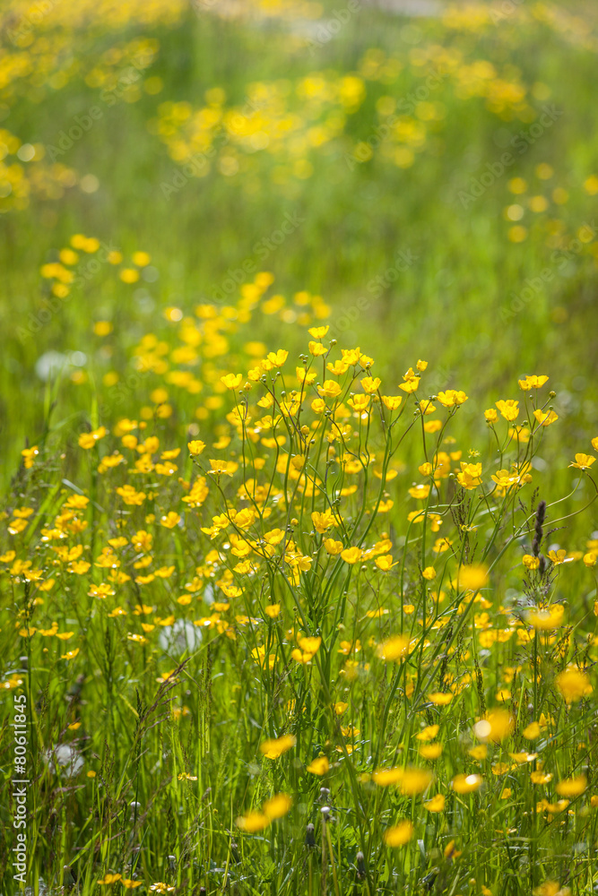 Blumenwiese mit gelben Hahnenfuß