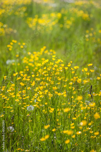 Blumenwiese mit gelben Hahnenfu  