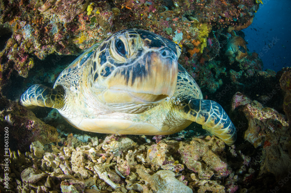 Fototapeta premium sea turtle swimming bunaken sulawesi mydas chelonia