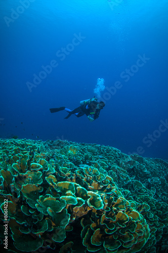 diver above coral bunaken sulawesi indonesia underwater photo