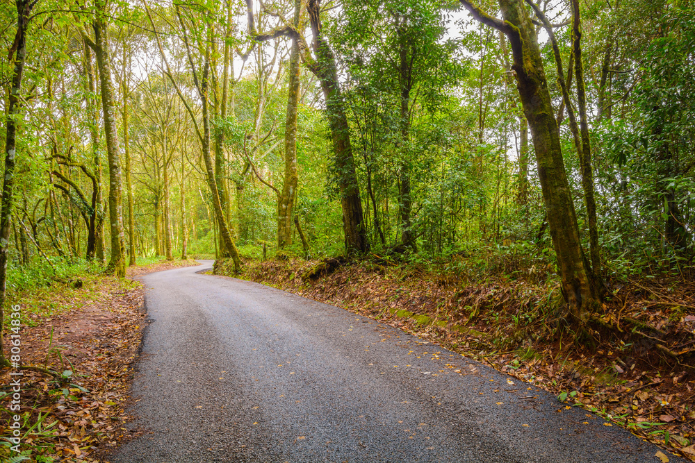Naklejka premium forest road