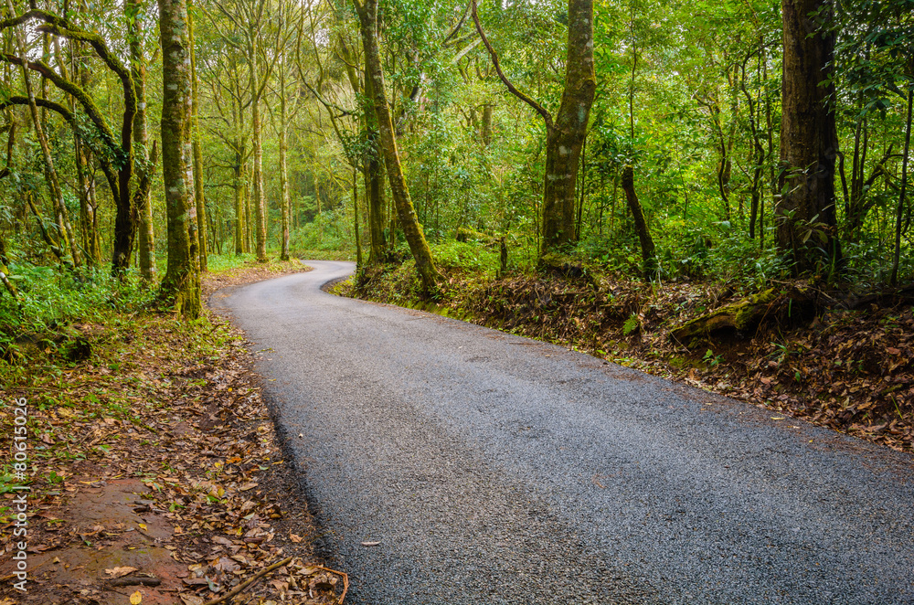 Obraz premium forest road