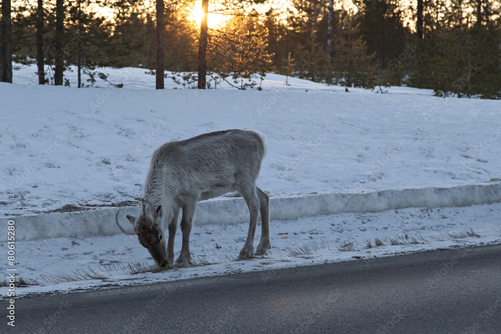 The eating reindeer