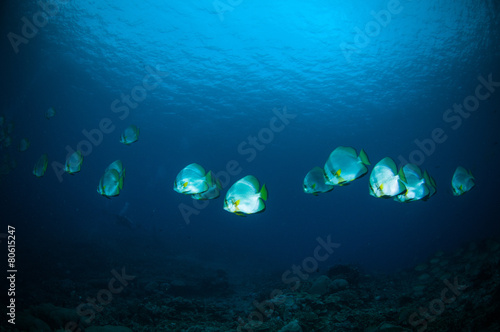 golden spadefish bunaken indonesia platax boersii diver