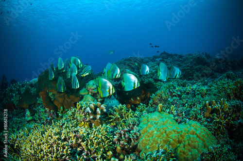 golden spadefish bunaken indonesia platax boersii diver