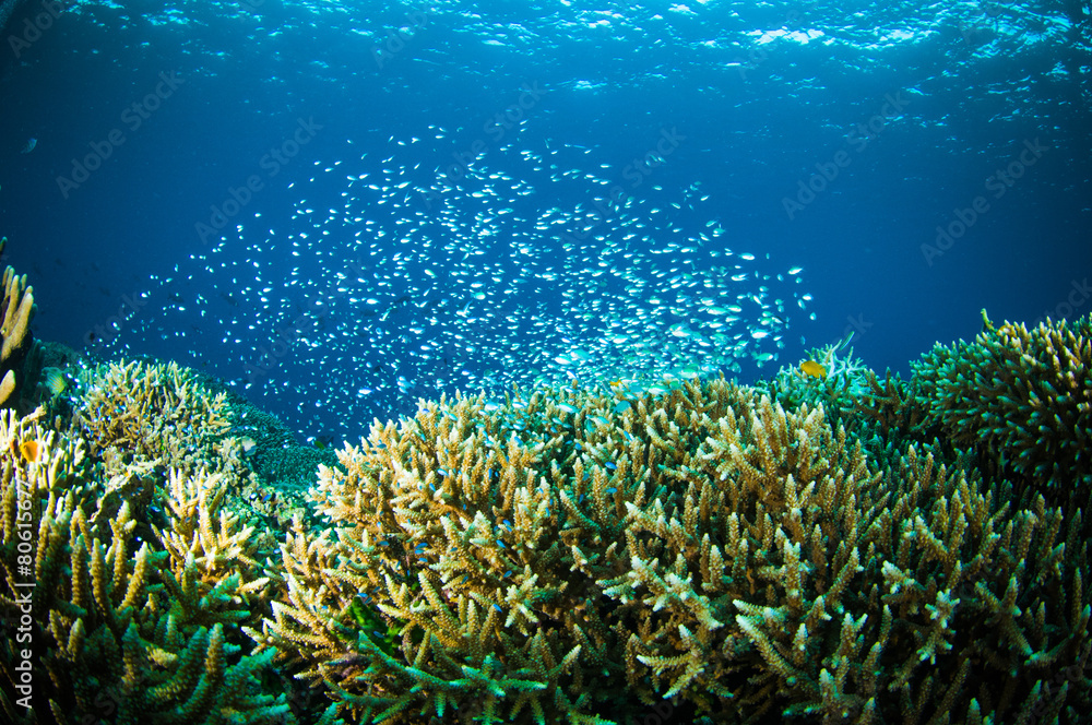Obraz premium thousand fish bunaken sulawesi indonesia underwater photo