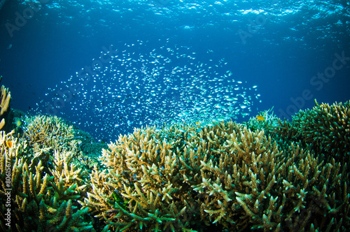 thousand fish bunaken sulawesi indonesia underwater photo