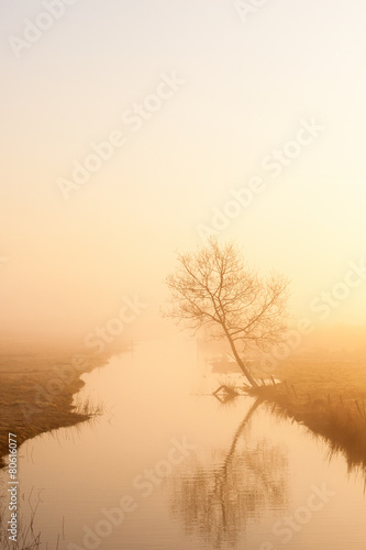 Lonely tree on the river in morning mist